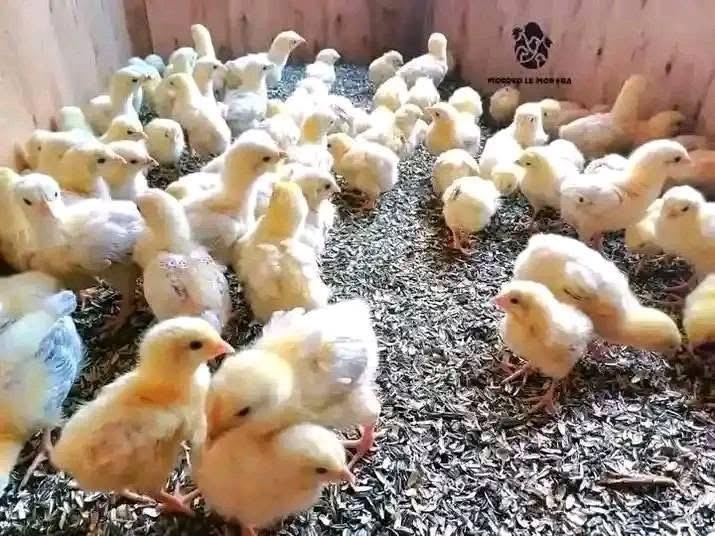 Day-Old Chicks